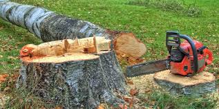 Trusted Edisto, SC Tree Services Experts