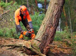 Best Leaf Removal  in Edisto, SC
