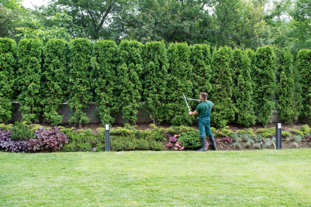 Best Lawn Watering Services  in Edisto, SC