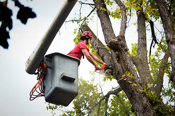 How Our Tree Care Process Works  in  Edisto, SC