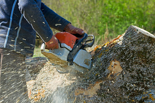 Best Lawn Pest Prevention  in Edisto, SC